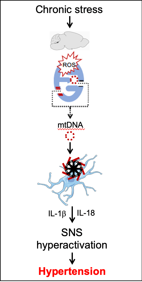 Diagram showing project research for stress causing high blood pressure as related to the brain