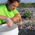 Sea Turtle Eggs