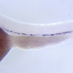 zebrafish embryo