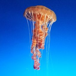 Jellyfish Image