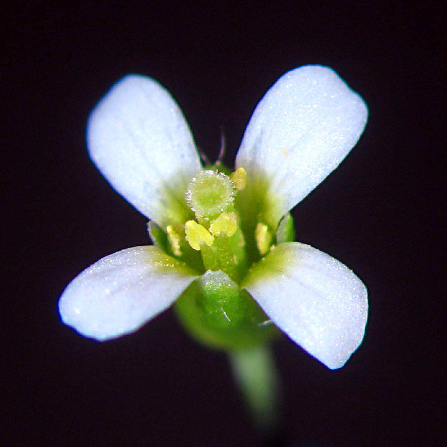 Flower Image