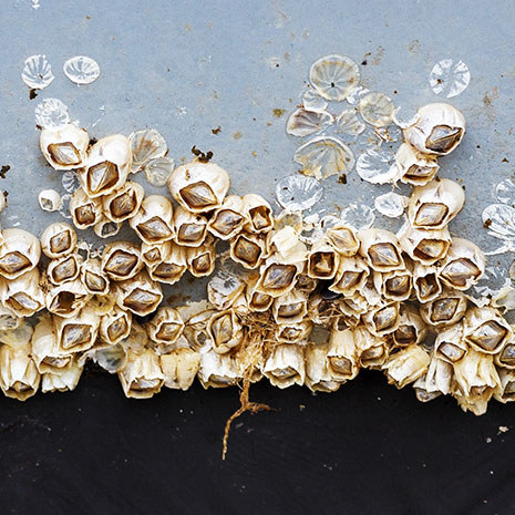 marine biofouling on a ship's hull